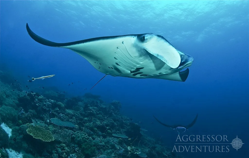 Manta podczas safari Best of Visayas