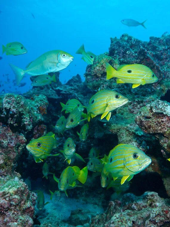 Nurkowanie podczas wyprawy Oman safari nurkowe Wyspy Hallaniyats