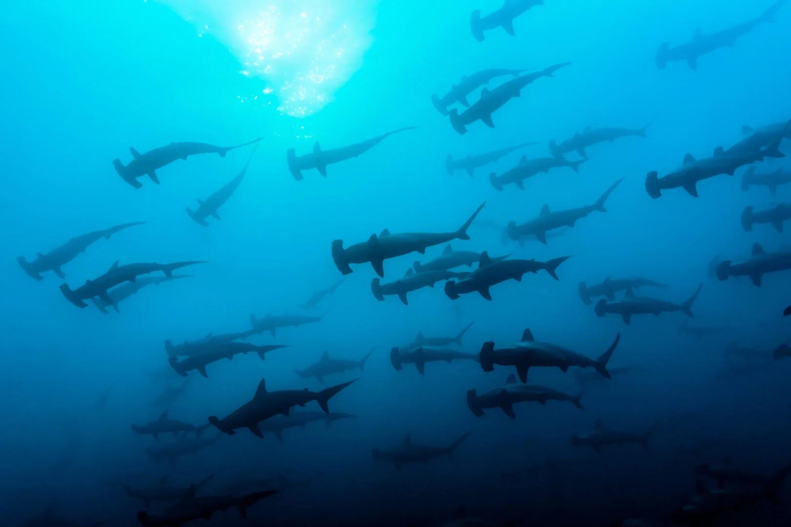 Nurkowanie podczas wyprawy GALAPAGOS: Podwodna ekspedycja na kraniec świata