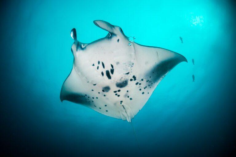 RAJA AMPAT & MISOOL – Indonezja – 10cio dniowe safari nurkowe podczas, którego zobaczysz wszystkie skarby „Czterech Królów”