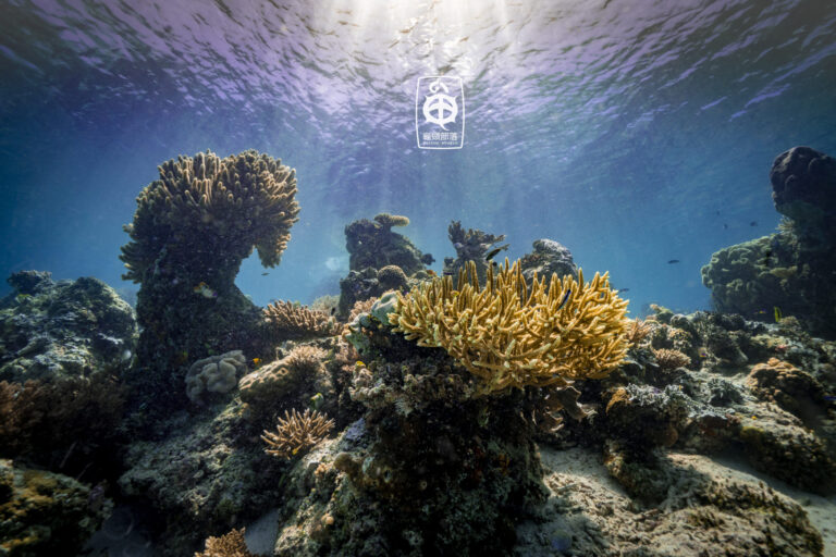 RAJA AMPAT & MISOOL – Indonezja – 10cio dniowe safari nurkowe podczas, którego zobaczysz wszystkie skarby „Czterech Królów”