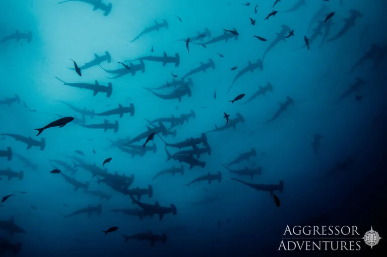 Cocos Island — safari nurkowe na wyspę rekinów młotów