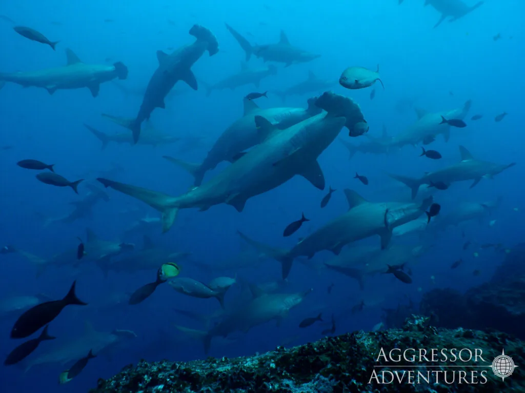 M/Y Galapagos Aggressor III — zdjęcie 4