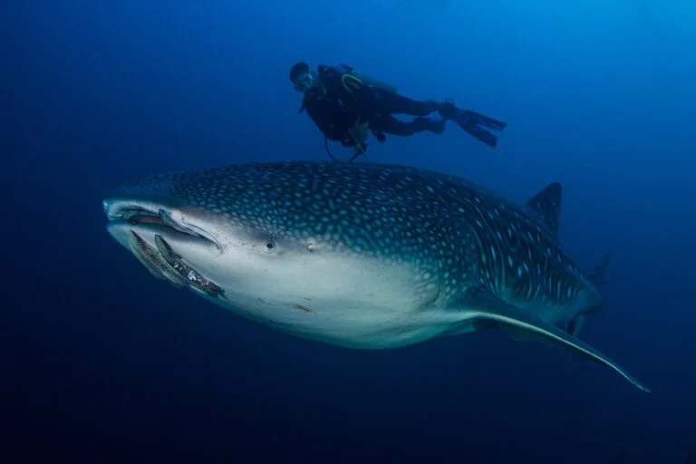 Nurkowanie podczas wyprawy Cocos Island – podwodne skarby wpisanej na listę UNESCO wyspy