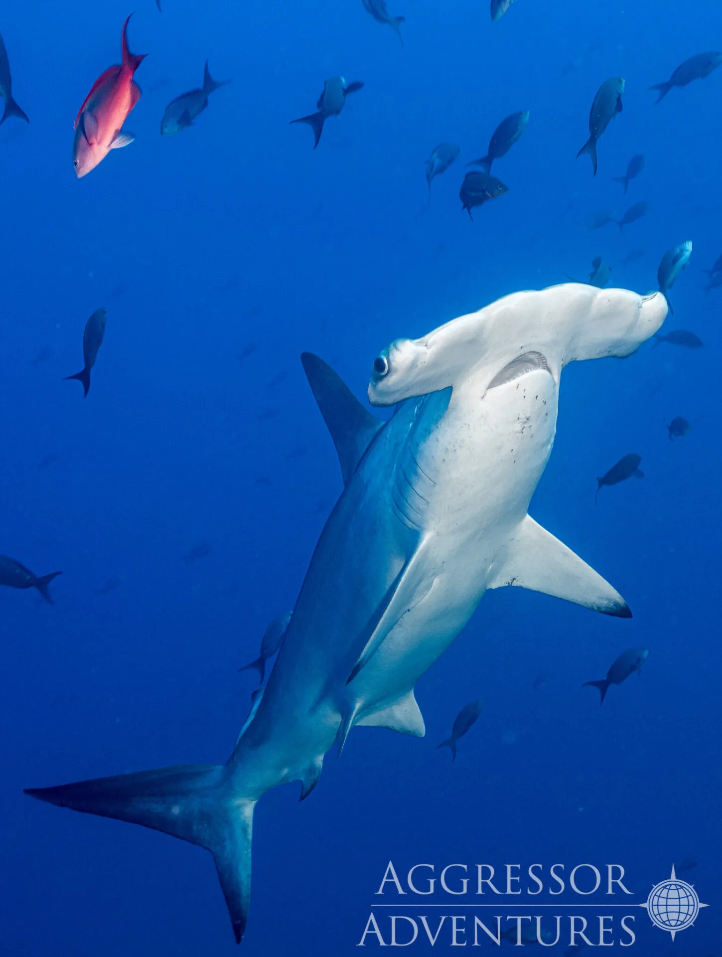 Cocos Island – podwodne skarby wpisanej na listę UNESCO wyspy