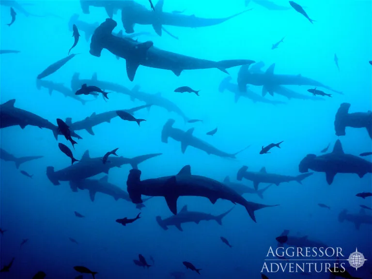 Cocos Island — safari nurkowe na wyspę rekinów młotów