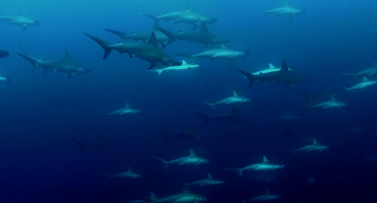 Morze Banda i Triton Bay — safari nurkowe przez Ring of Fire