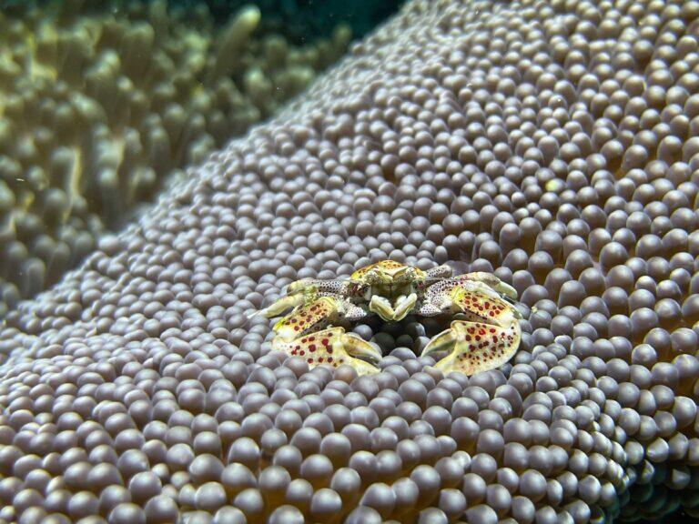 RAJA AMPAT i MISOOL – Indonezja – Papua Zachodnia